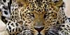 Safari Photography Tips